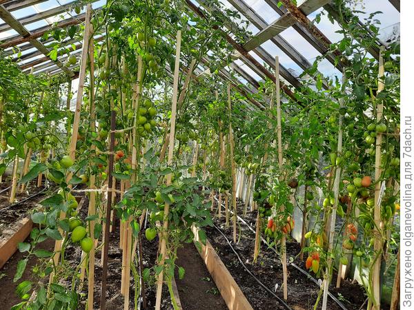 Четыре куста на центральной грядке доросли до конька и уже в стороны пошли - Сызранская пимпочка