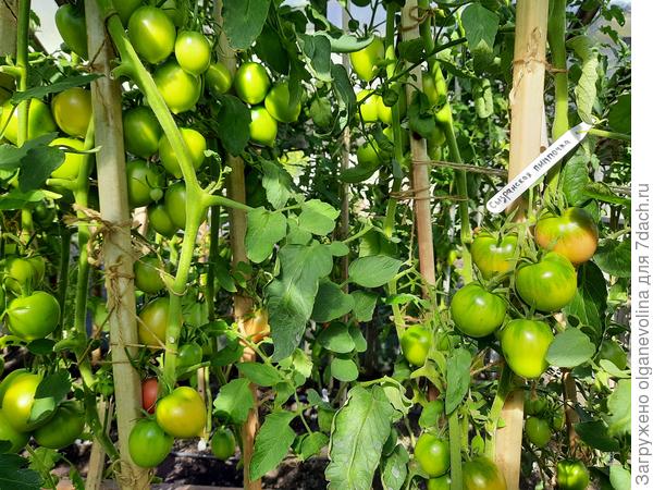 К середине июля кусты Сызранской Пимпочки стали падать, поставила между ними железные палки 2 см в диаметре и сделала распорки для прочности.