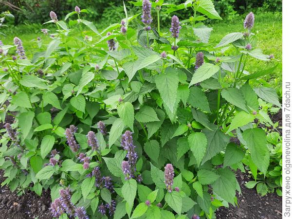 Лофант Франт