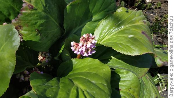 Огромные кусты бадана вырастают, но на чай пока не могу решиться