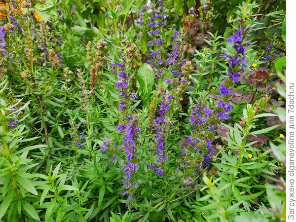 Иссоп, растет уже самосевом. На зиму укрываю