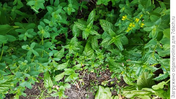 Мята и зверобой