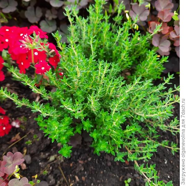 Тимьян. Пока  не знаю, как перезимует