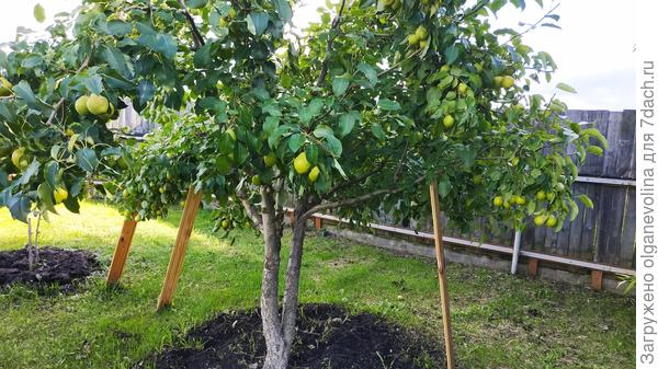 Яблони и груши "охраняет" сплошной дощатый забор