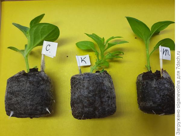 Укоренились все. Пора пересаживать в грунт