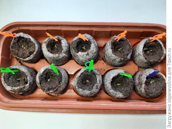 Посев 12.01, всходы с 20-22.01. Возраст 10 дней