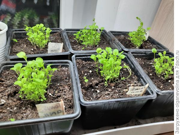 Конец марта, через 10 дней после перевалки