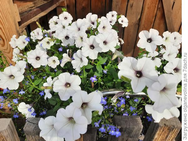 Голубая ампельная лобелия и петунии в кашпо