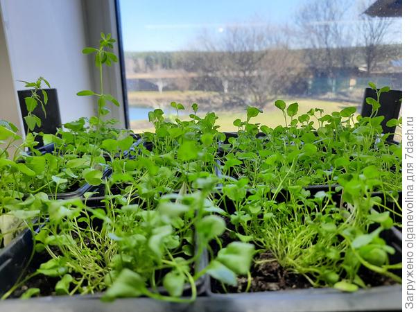 17 апреля, через месяц после перевалки в горшки