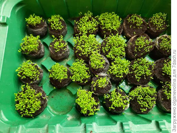 Всходы лобелии перед перевалкой в горшки . Посев 04.03.21, перевалка 17.03.21