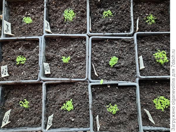 Каждую таблетку делила пополам и пересаживала в горшочки 500 мл