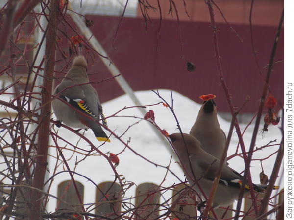 На шиповнике