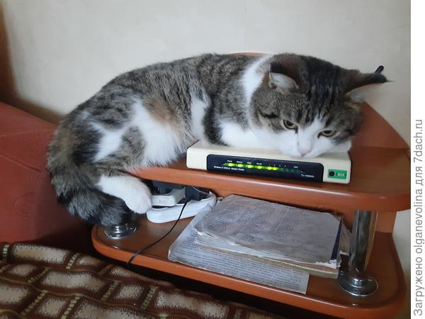 нашел самое теплое место в доме