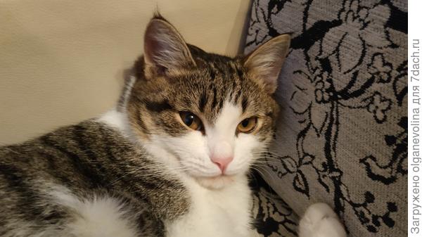 отдыхает на персональном диванчике