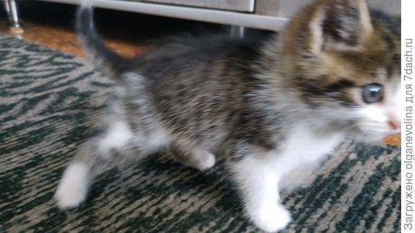 Этот молодой хозяин поселился у нас в конце лета 2019 г.