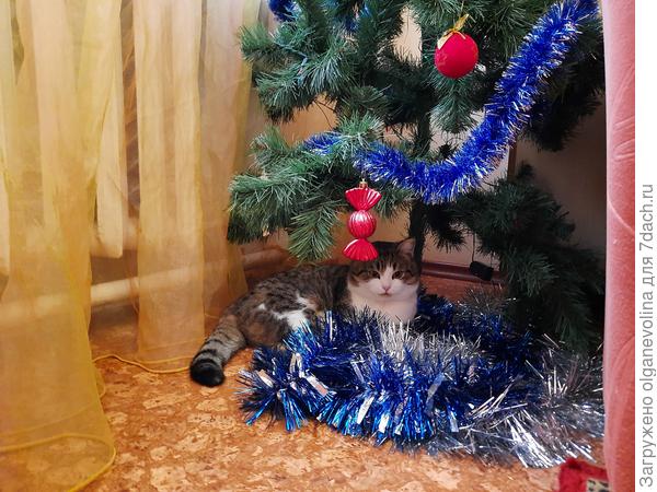 следит за ёлкой