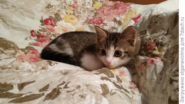 облюбовал самую мягкую постельку