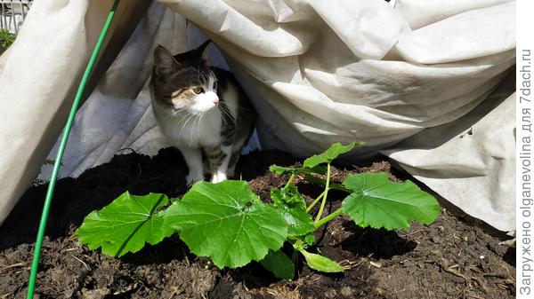 охраняет кабачки