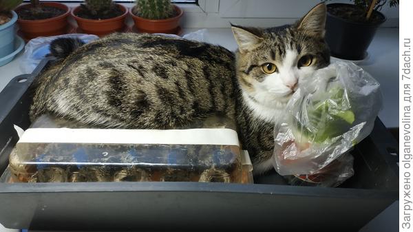 и, самое главное, греет рассаду