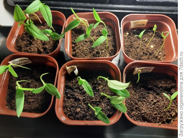 Перец сеяла 23 февраля, всходы растянутые и вид неказистый