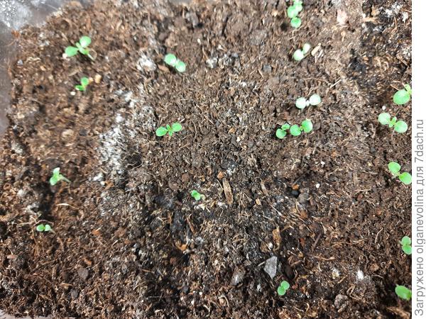 Редкие всходы гелиотропа Марина, посев 24 февраля