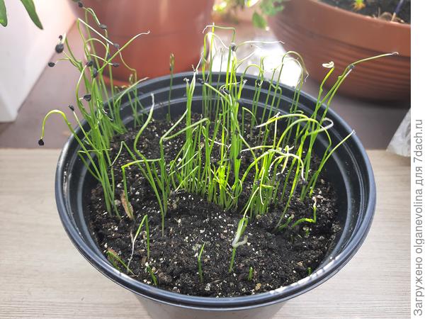 для сравнения, всходы порея из 1 г семян