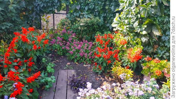 Сентябрь 2020 г. Сальвия сверкающая Скарлет и лавандовая в центре клумбы