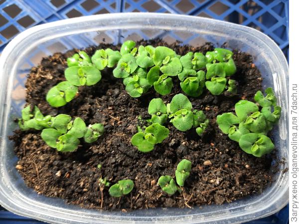 Сальвия Скарлет, посев 4.03, всходы с 8.03.