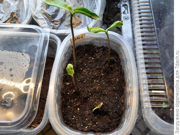 А это всходит кобея. Посев 23.03, первый росток пророс 07.03, последний сегодня, 17.03.,  утром.