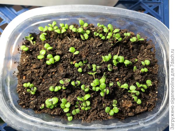 Цинерария Снежок, посев 04.03., всходы 07.04