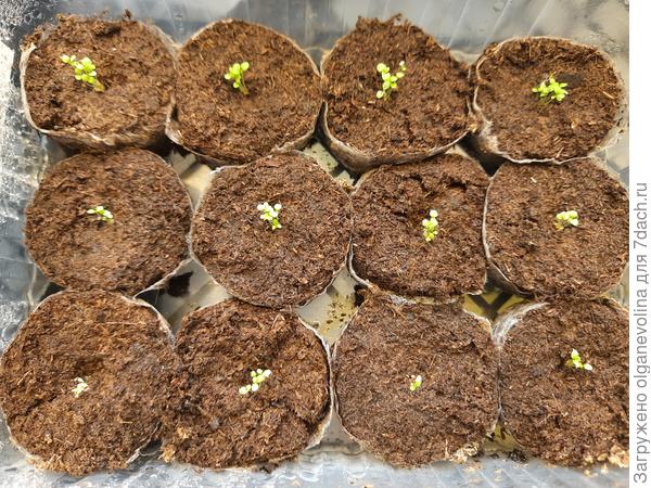 Всходы лобелии Ривьера 17.03.