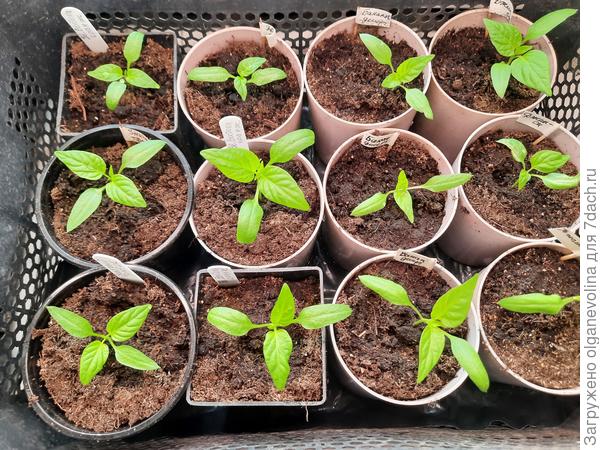 Рассада сладкого перца