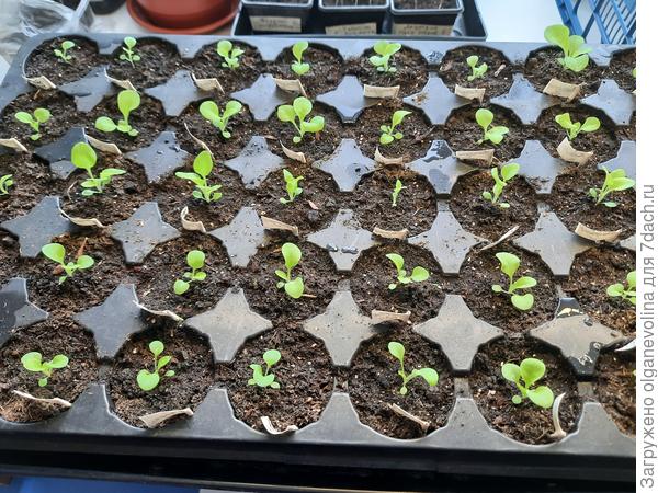 Петунию сеяла 24.02, пересадила в кассеты 12.03