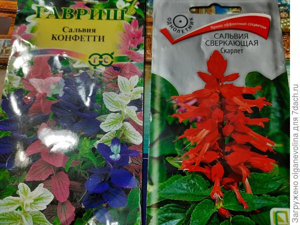 Сальвия этого года