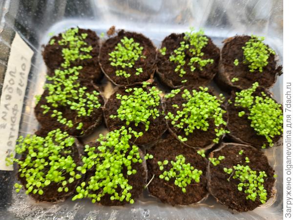 Лобелия Голубой фонтан 17.03.