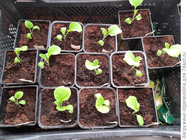 Рассада баклажанов