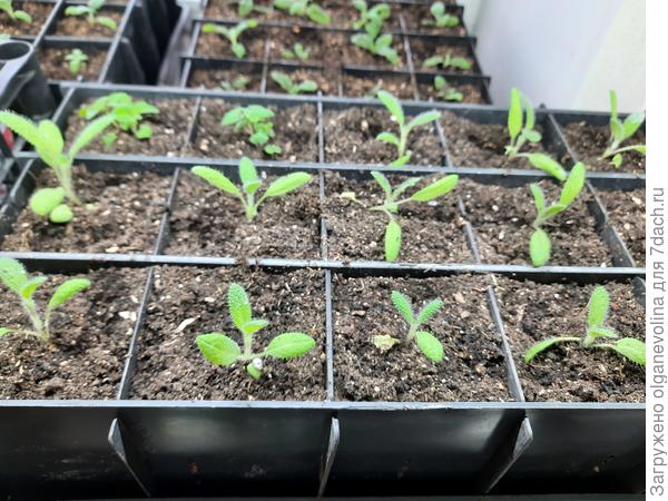 Сальвия Конфетти, листочки как у шалфея овощного