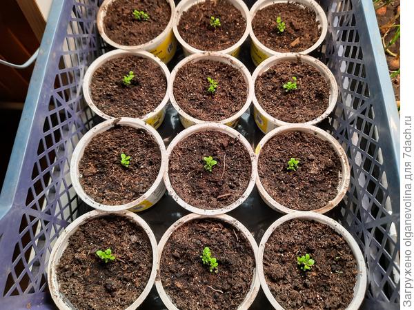 А здесь Ривьера голубая и розовая из семян в мультидраже