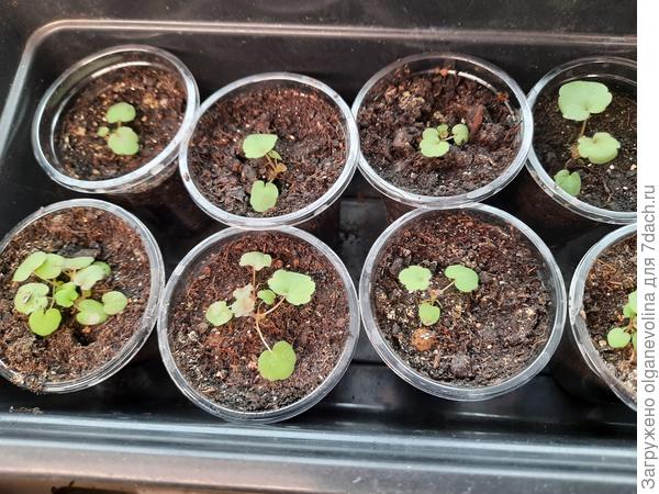 14.03 пересадила её в стаканчики, так гейхера выглядит 28 марта
