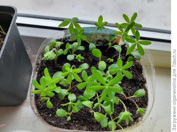 Первыми на очереди для пересадки - люпины