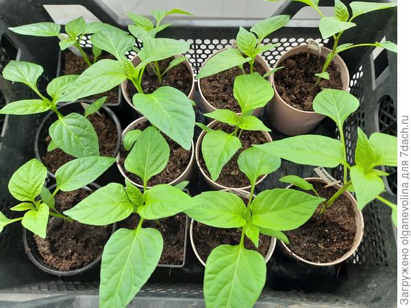 Часть перца сладкого в горшочках 0,5 л