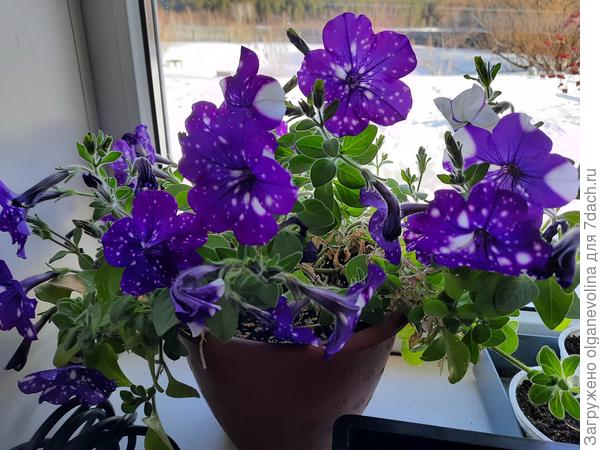 А это еще одна "мамочка"