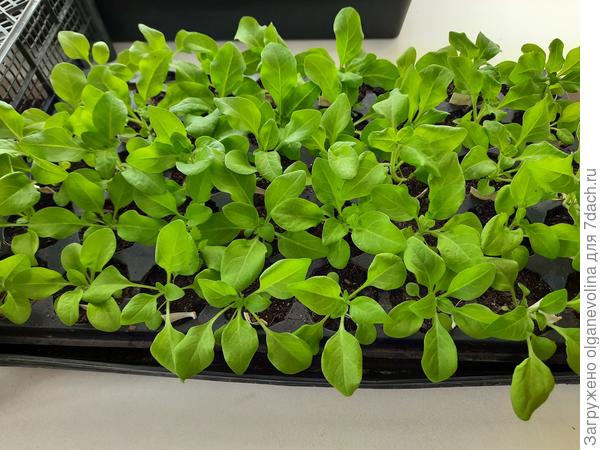 Петунию рассадила из кассет