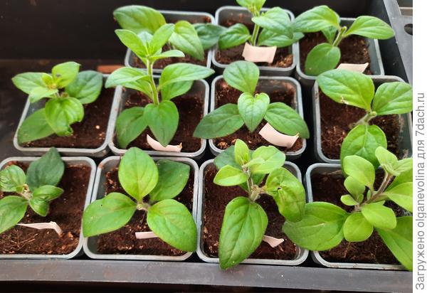 и вегетативную из черенков в горшки по 0,5 л