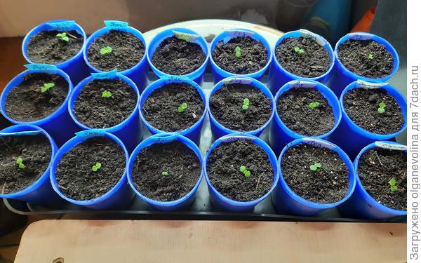 рассада Твинни