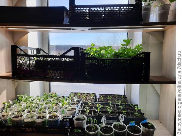 Во дворе есть теплая пристройка. Муж с сыном собрали этажерку у окна с подсветкой, всего 4 этажа