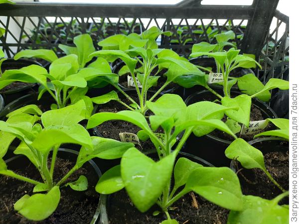 Ампельная Шок Вейв Дип Парпл