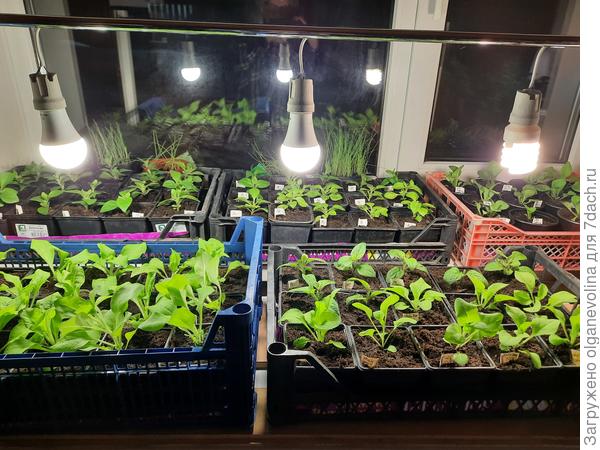 Это первый самодельный светильник. Сейчас под ним стоит петуния и лук