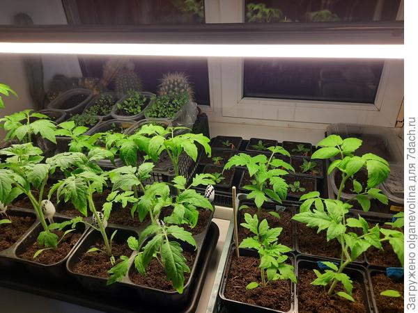 Ещё одно окно с подсветкой. Здесь теплый подоконник, и, поэтому, на этом окне прорастают семена, греются малышки и неженки, проходят реабилитацию больные и слабые