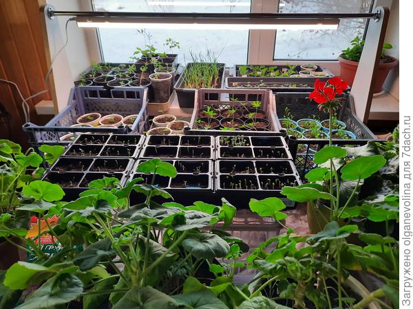 У окна два стола, один из них на колесах. Я его откатываю, когда нужно с рассадой поработать.  Окно большое, южное, светлое. Лампа мощная.